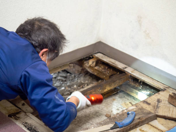 Best Mold Testing and Inspection Services in Strum, WI