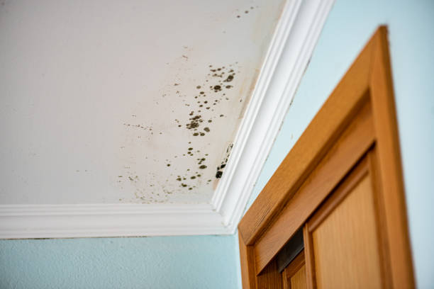 Best Mold Testing and Inspection Services in Strum, WI