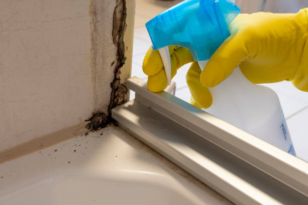 Best Health and Safety Mold Remediation in Strum, WI