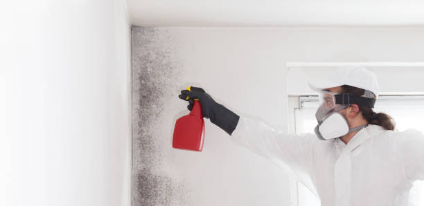 Best DIY Mold Remediation Support Services in Strum, WI