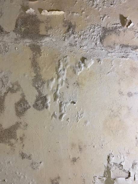 Best DIY Mold Remediation Support Services in Strum, WI