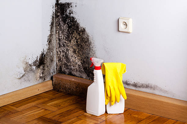Professional Mold Remediation in Strum, WI