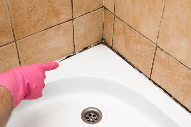 Best Kitchen Mold Remediation in Strum, WI